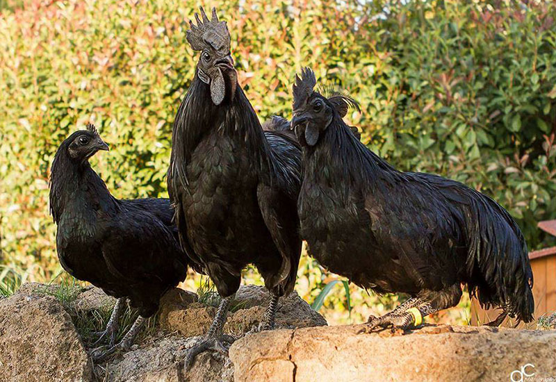 Allevamento avicolo I Galli della Dea Fortuna, razze galline ornamentali