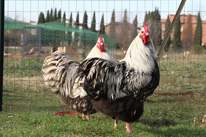 Allevamento avicolo I Galli della Dea Fortuna, razze galline ornamentali