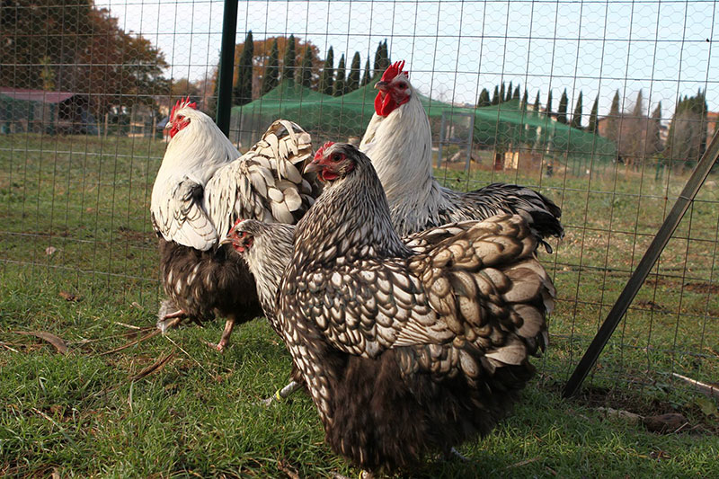 Allevamento avicolo I Galli della Dea Fortuna, razze galline ornamentali