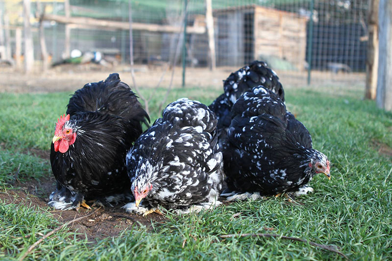 Allevamento avicolo I Galli della Dea Fortuna, razze galline ornamentali