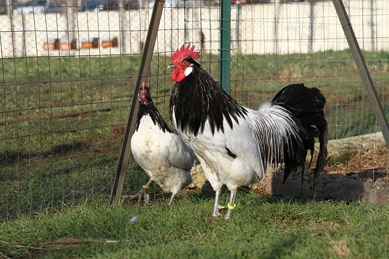 Allevamento avicolo I Galli della Dea Fortuna, razze galline ornamentali