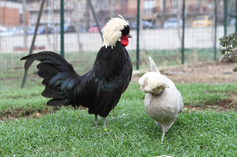 Allevamento avicolo I Galli della Dea Fortuna, razze galline ornamentali