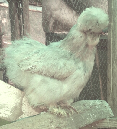 Allevamento galline ornamentali Moroseta, Fattoria Rapallo, Genova