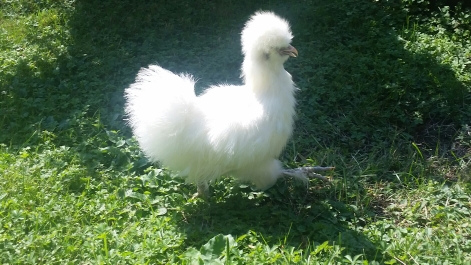 Allevamento galline ornamentali Moroseta, Fattoria Rapallo, Genova