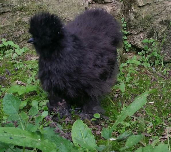 Allevamento galline ornamentali Moroseta, Fattoria Rapallo, Genova