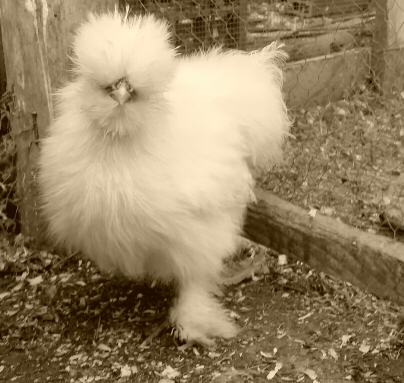 Allevamento galline ornamentali Moroseta, Fattoria Rapallo, Genova