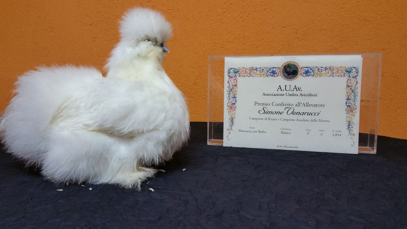 Allevamento gallina ornamentale Moroseta, Il Diamante di Seta