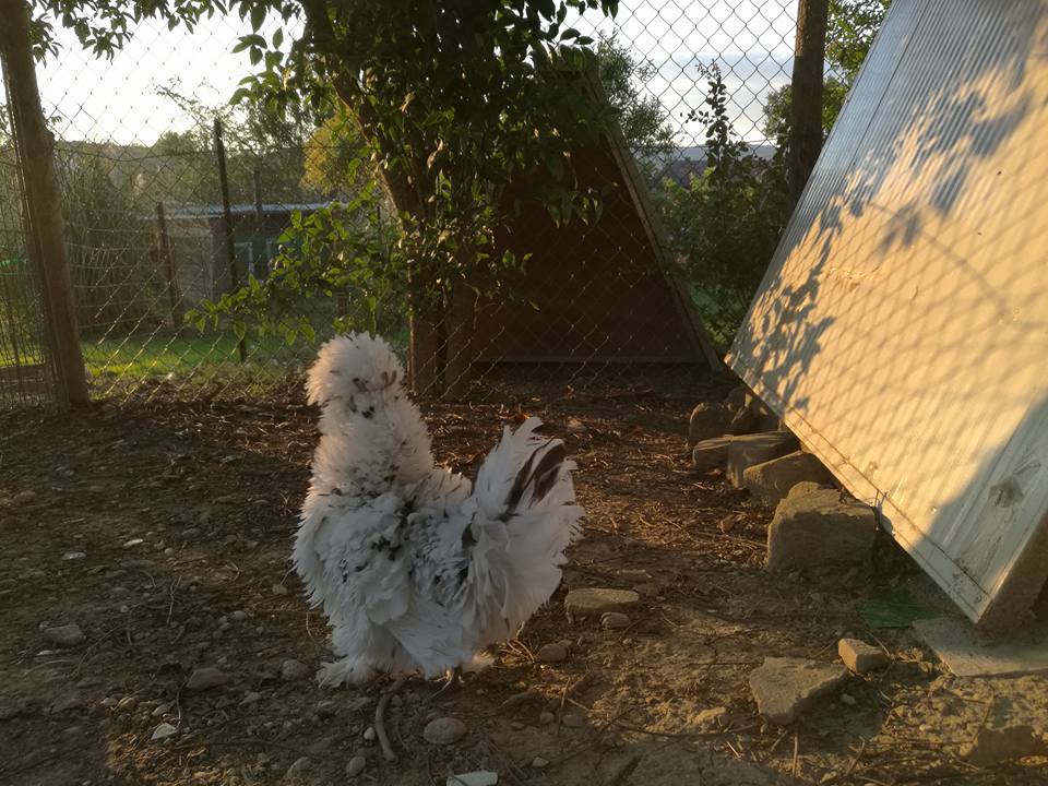 Allevamento gallina ornamentale Moroseta, Il Diamante di Seta