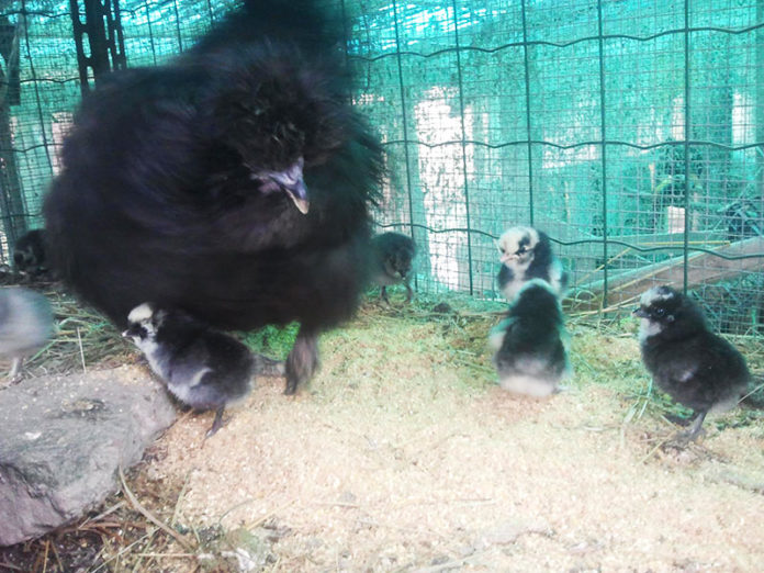 Fattoria Rapallo | Allevamento galline Moroseta con barba e Livornese bianca