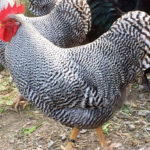 Allevamento amatoriale avicolo galline ornamentali e ovaiole La Pineta | Parma