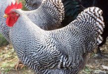 Allevamento amatoriale avicolo galline ornamentali e ovaiole La Pineta | Parma