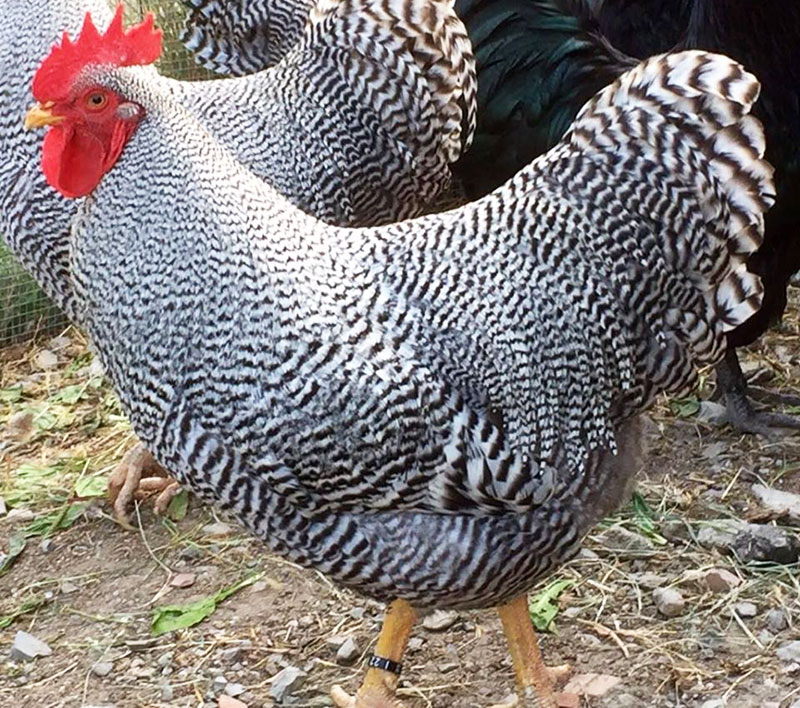 Allevamento amatoriale avicolo galline ornamentali e ovaiole La Pineta | Parma