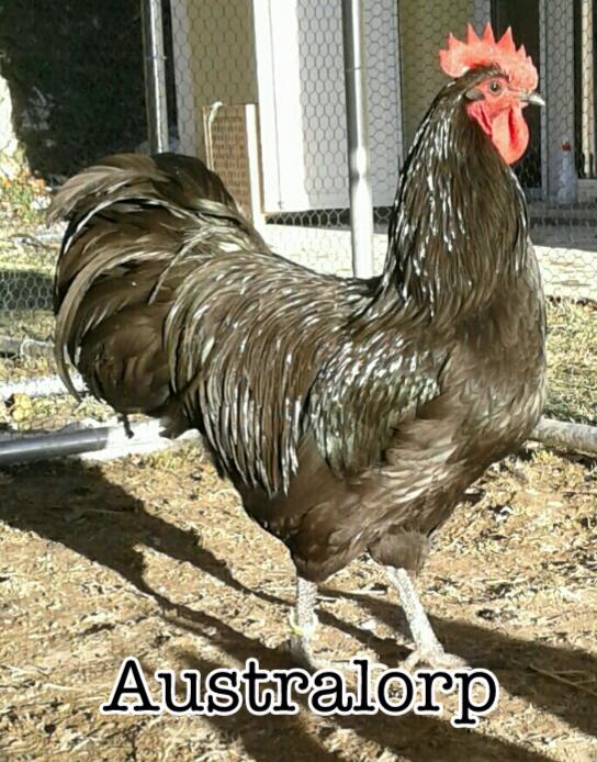 Australorp, allevamento avicolo La Pineta | Parma