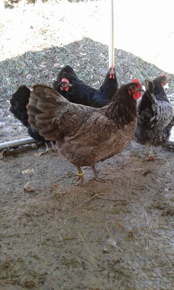 Australorp, allevamento avicolo La Pineta | Parma