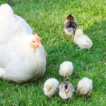 Chioccia: gallina che cova e alleva pulcini (tutto quello che c'è da sapere) | Tuttosullegalline.it
