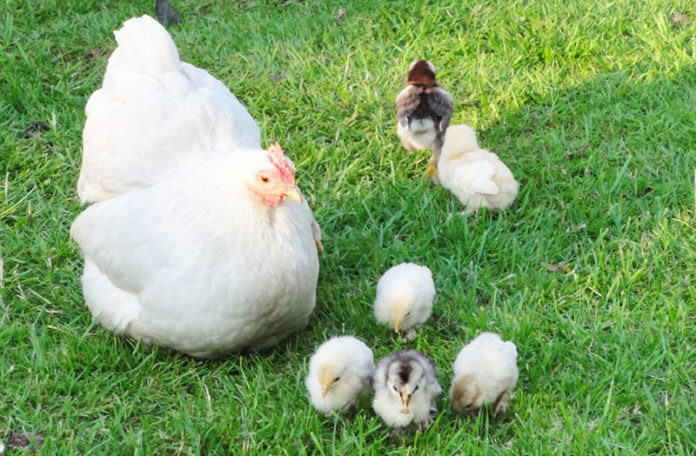 Chioccia Gallina Che Cova E Alleva Pulcini Le Cose Da Sapere Galline Pollaio Ricette Con Uova E Video Divertenti