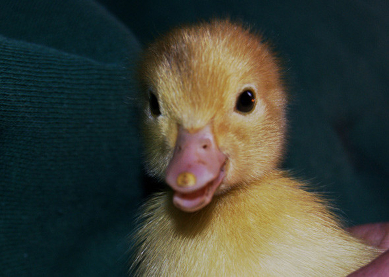 Un anatroccolo con il suo Egg tooth