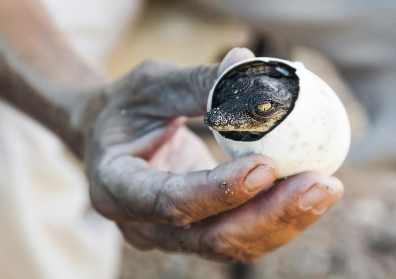 La schiusa di un piccolo di coccodrillo con il suo Egg tooth