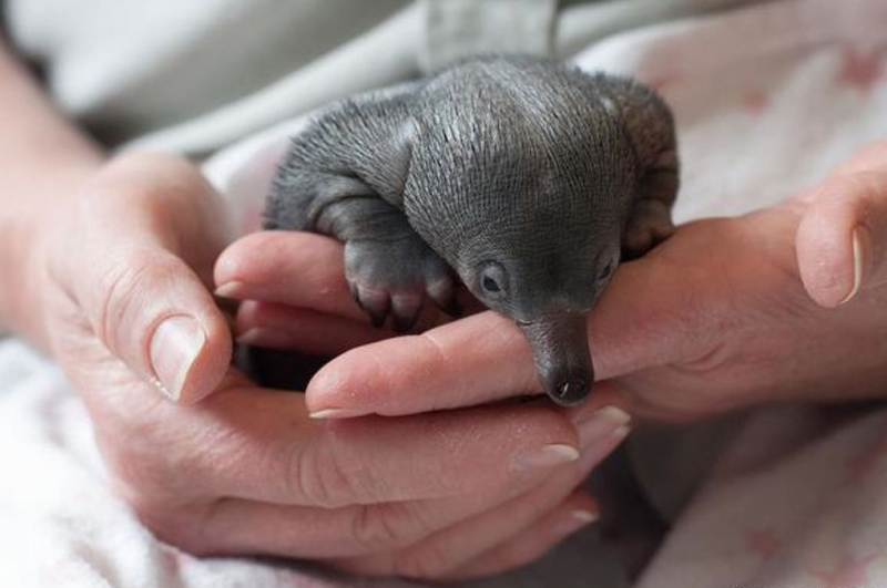 Cucciolo di echidna con il suo Egg tooth