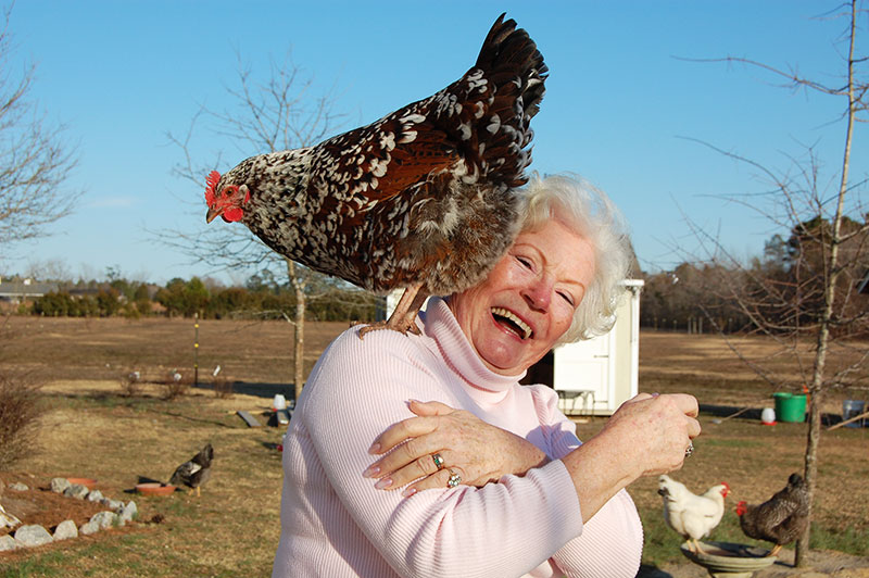 Gallina come animale domestico e d'affezione