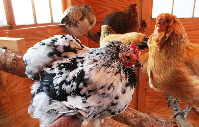 Tutte le galline (vecchie e nuove) hanno trovato il loro posto sui posatoi. L'inserimento ha avuto successo.