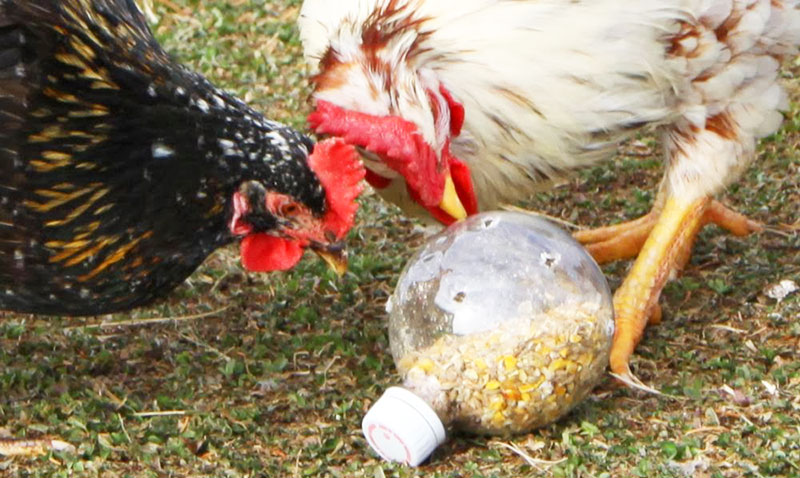 Gioco per galline, bottiglia bucata con cibo