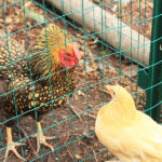 Introdurre nuove galline in un pollaio già esistente | Tuttosullegalline.it