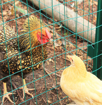 Introdurre nuove galline in un pollaio già esistente | Tuttosullegalline.it