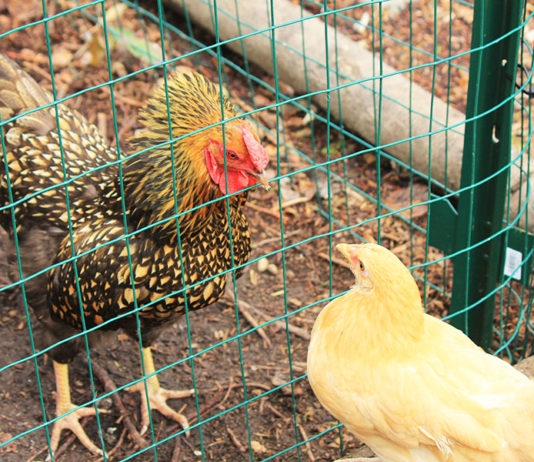 Introdurre nuove galline in un pollaio già esistente | Tuttosullegalline.it
