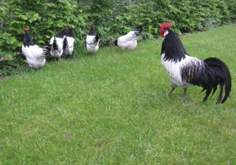Gallo e galline di razza Lakenfelder