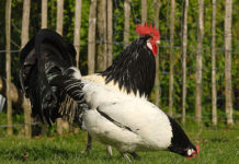 Lakenfelder, gallina ovaiola dalla caratteristica livrea bianca e nera | Tuttosullegalline.it