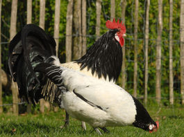 Lakenfelder, gallina ovaiola dalla caratteristica livrea bianca e nera | Tuttosullegalline.it