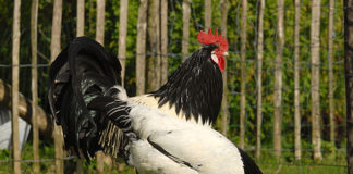 Lakenfelder, gallina ovaiola dalla caratteristica livrea bianca e nera | Tuttosullegalline.it