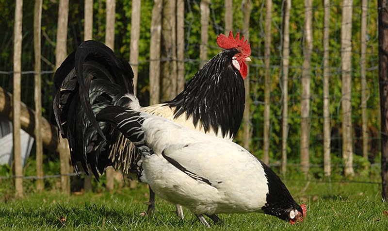 Lakenfelder, gallina ovaiola dalla caratteristica livrea bianca e nera | Tuttosullegalline.it