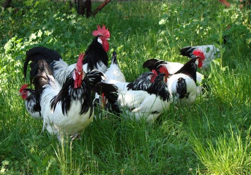La tipica colorazione banco-nero in galli e galline di razza Lakenfelder