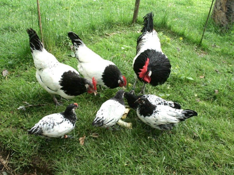Gallo, galline e pollastre di razza Lakenfelder