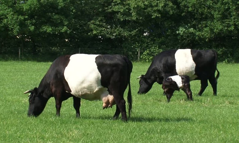 La razza (molto rara) di bovini olandesi denominati Lakenfelder, dal manto con il contrasto bianco-nero.