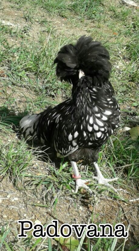 Padovana, allevamento avicolo La Pineta | Parma