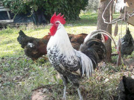 Ca Guidi, allevamento pollo romagnolo