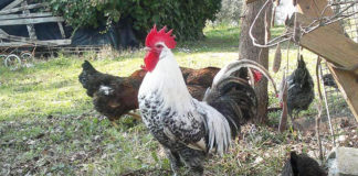 Ca Guidi, allevamento pollo romagnolo