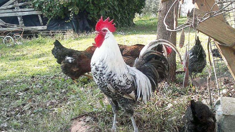 Ca Guidi, allevamento pollo romagnolo