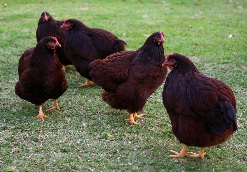 Gruppo di galline Rhode Island bantam