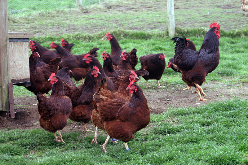 Allevamento di galline ovaiole Rhode Island