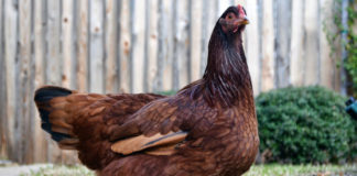 Rhode Island: gallina ovaiola vigorosa dal bel piumaggio rosso mogano | Tuttosullegalline.it