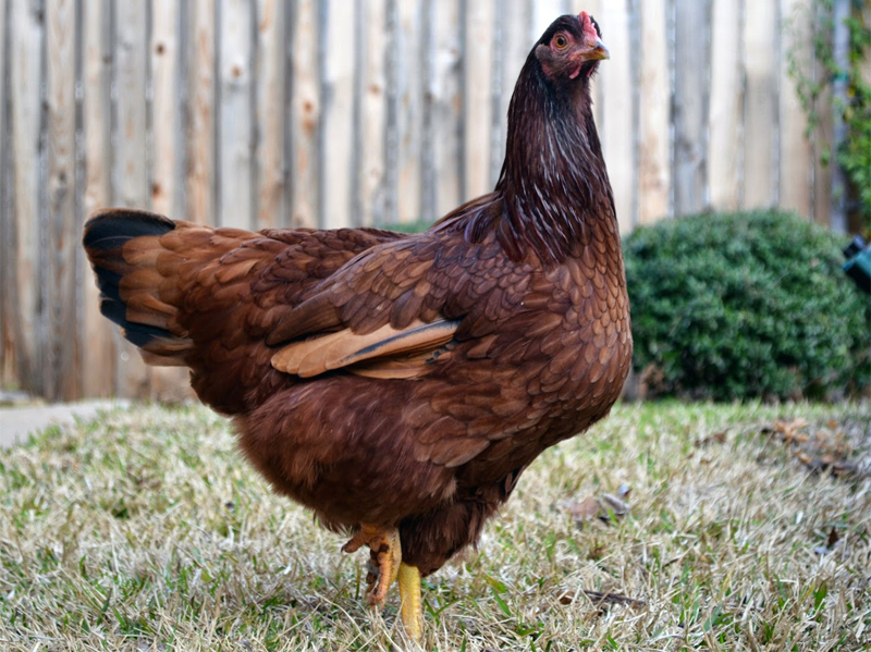 Rhode Island: gallina ovaiola vigorosa dal bel piumaggio rosso mogano | Tuttosullegalline.it