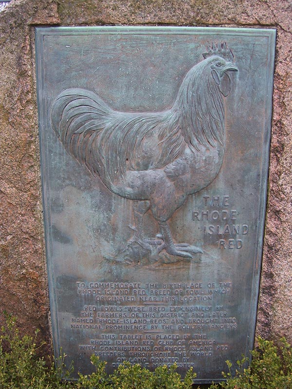 Statua commemorativa gallina di razza Rhode Island Red