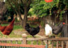 Con "Adotta una cocca" fino a 4 galline anche nei giardini urbani | Tuttosullegalline.it