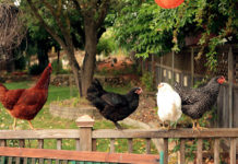 Con "Adotta una cocca" fino a 4 galline anche nei giardini urbani | Tuttosullegalline.it