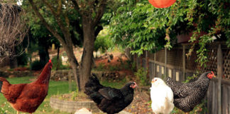 Con "Adotta una cocca" fino a 4 galline anche nei giardini urbani | Tuttosullegalline.it