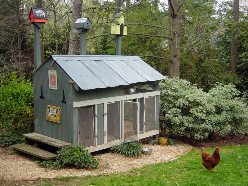 Gallina in giardino urbano